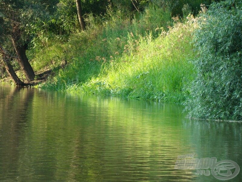 Az ideális horgászhely, bokrok és frissen elöntött, fűvel borított partszegély