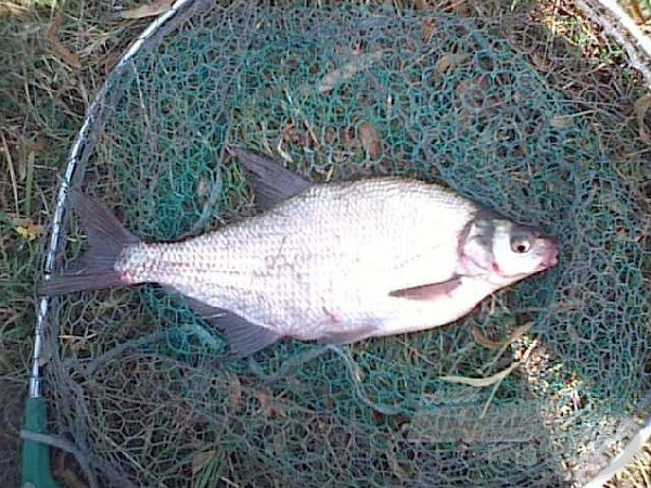 Az edzésnapok egyik legnagyobb hala, egy kiló feletti dévérkeszeg