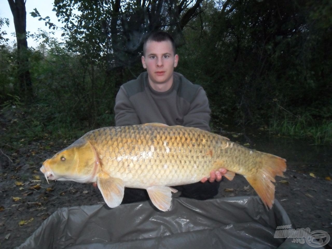 Gyönyörű, 11,16 kg-os koi, mely a Green Peppert választotta