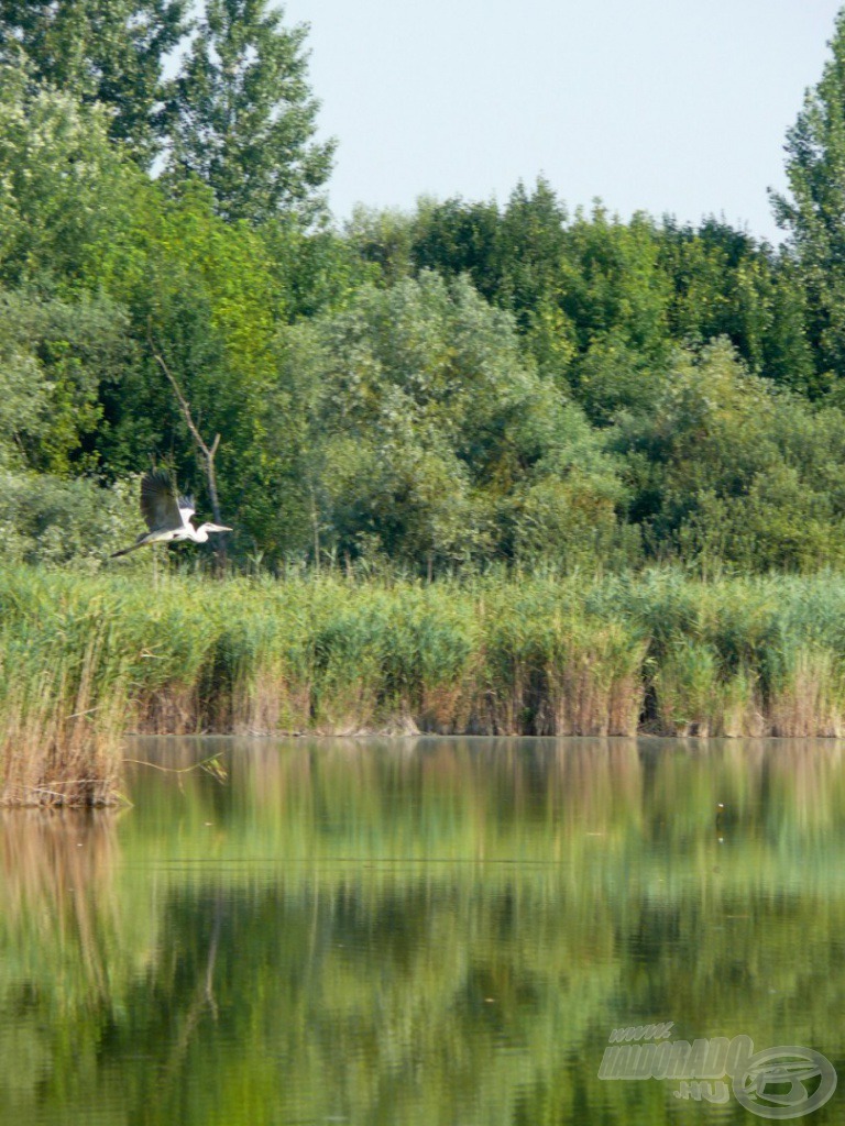 A csodás madárvilág a tó részét képezi