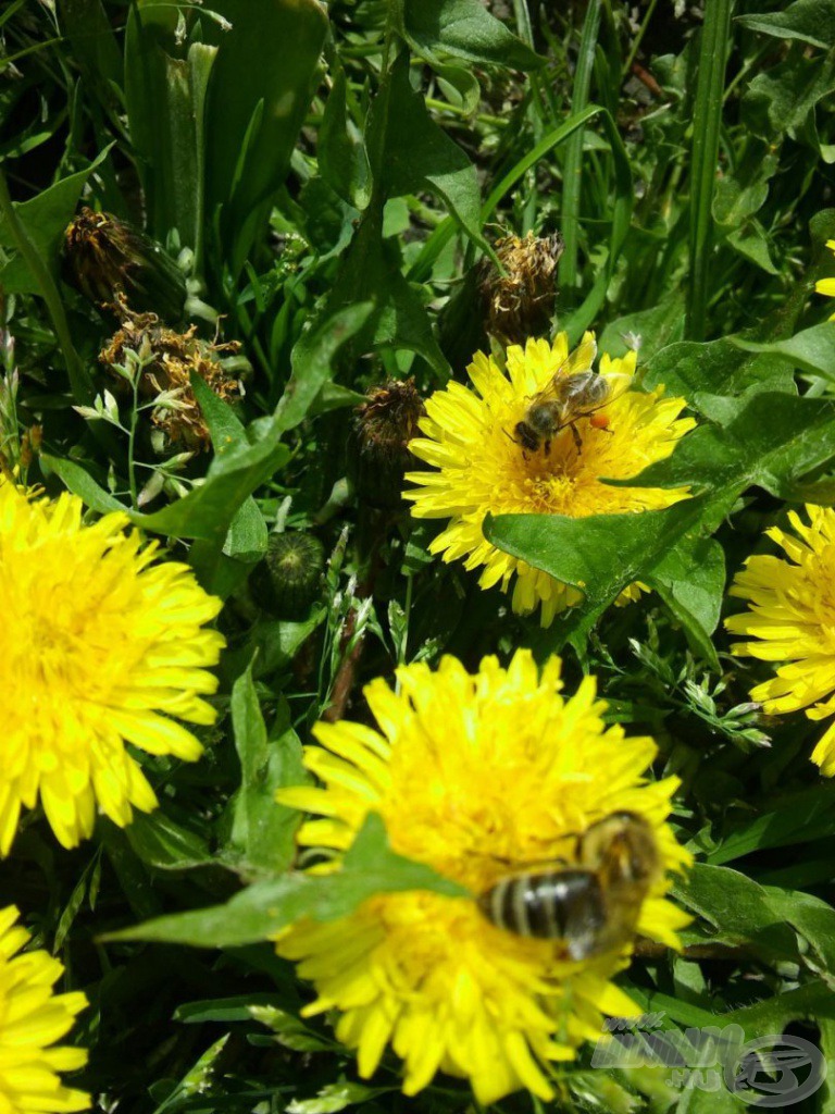 Mindeközben a talaj közelében sem tétlenkedtek a szorgos kis méhek