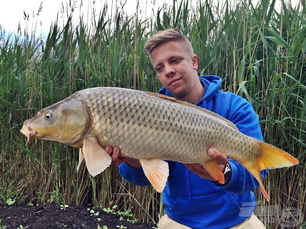 Bár kapitális hallal nem sikerült megmérkőznöm, azért akadtak igen mutatós halak ezen a pecán