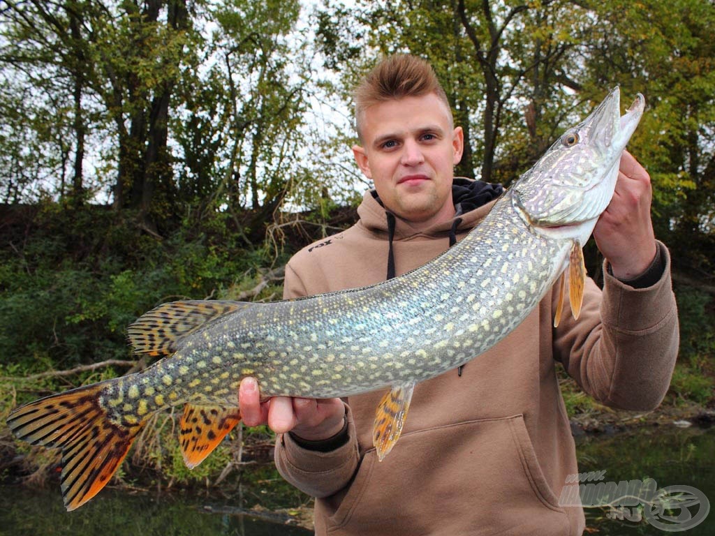 Gyönyörű hal, színpompás mintázattal, igazán beleillett az őszbe