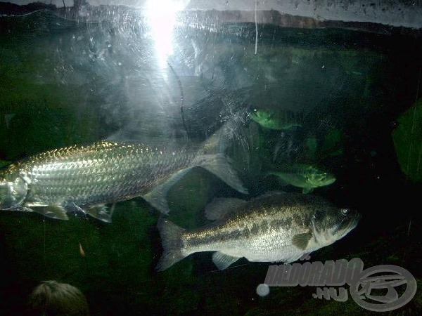 Az akváriumban a halak megfigyelhetők táplálkozás közben.
