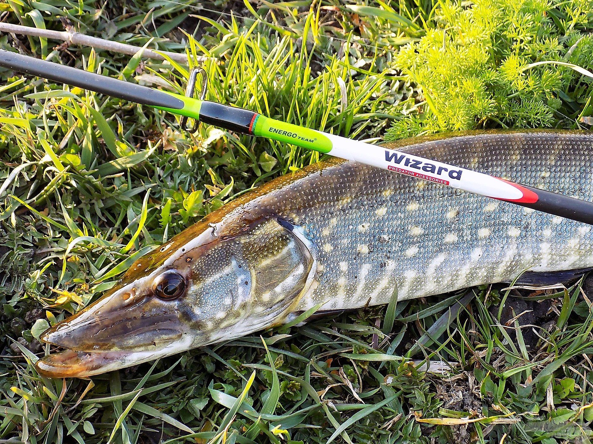 A kitartás eredménye egy gyönyörű, makkegészséges csuka