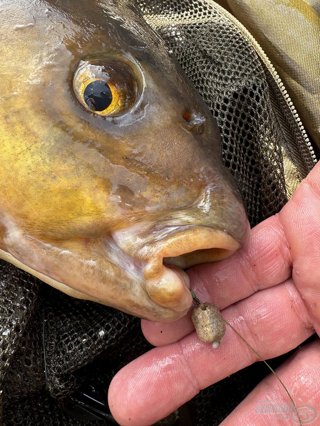 A nyerő csali gyorsan körvonalazódott: HALDORÁDÓ 4S Method Pellet Aqua Wafter - Uni + Classic