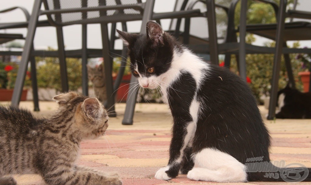 Nem csak a vízparton zajlott a küzdelem… :)