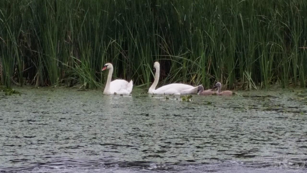 A Tisza-tó természeti szépségeivel folyamatosan talákozhatnak a résztvevők