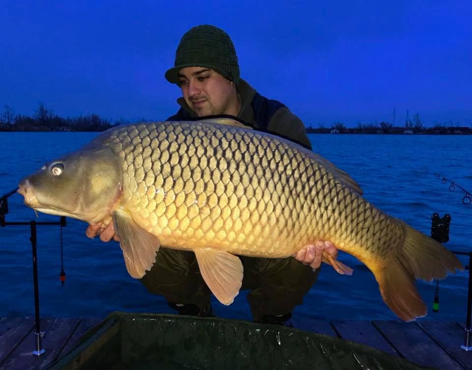 Kerekes Ernő a Japán Krill SpéciAddtive segítségével csalta horogra legnagyobb januári pontyát, egy gyönyörű 15.30 kg-os tövest!