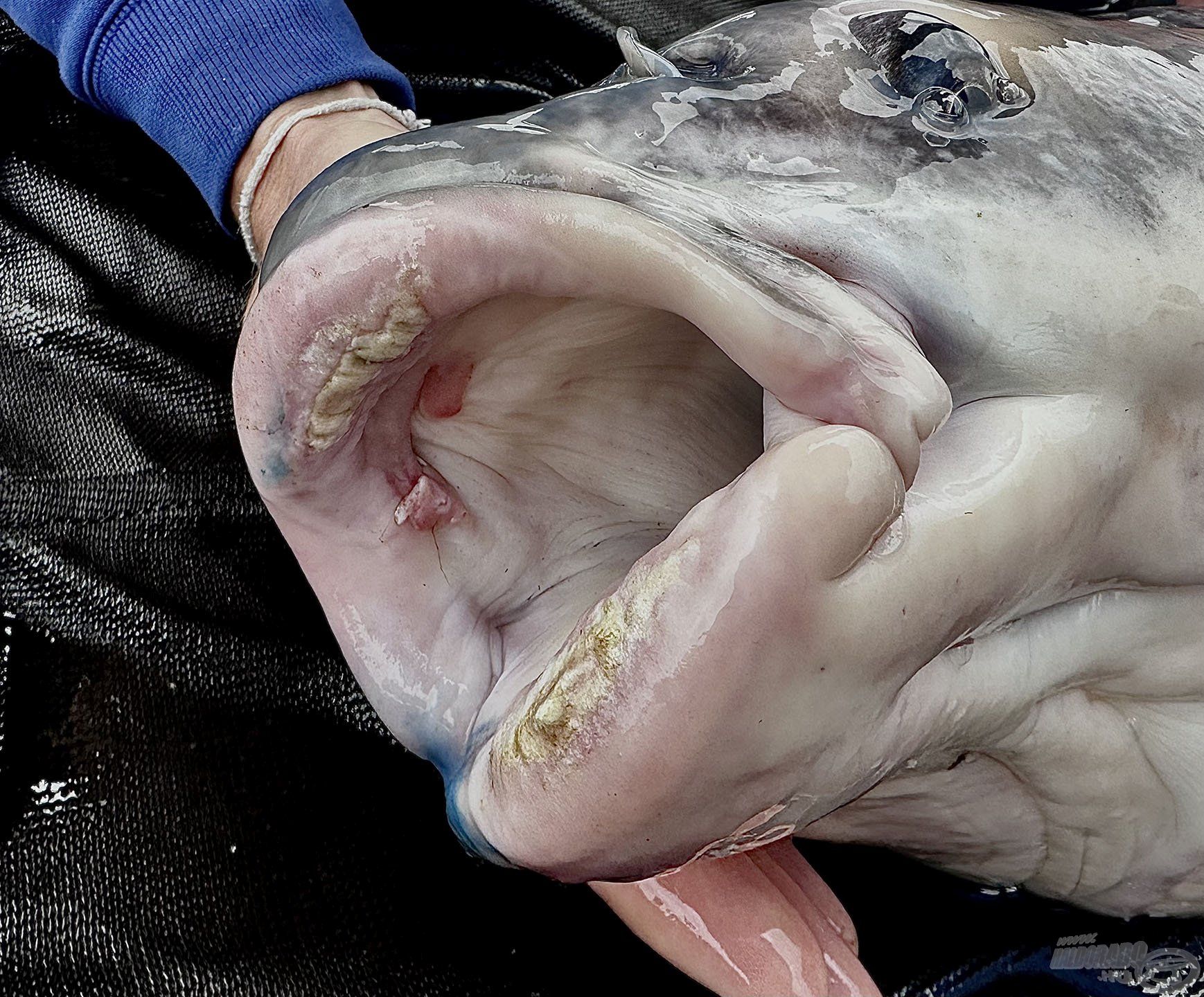 Soha nem láttam ilyen „cserepes szájú” halat. A kemény, csontos szájperem elárulja, hogy a gazdája bizony gyakran legel a kagylómezőkön