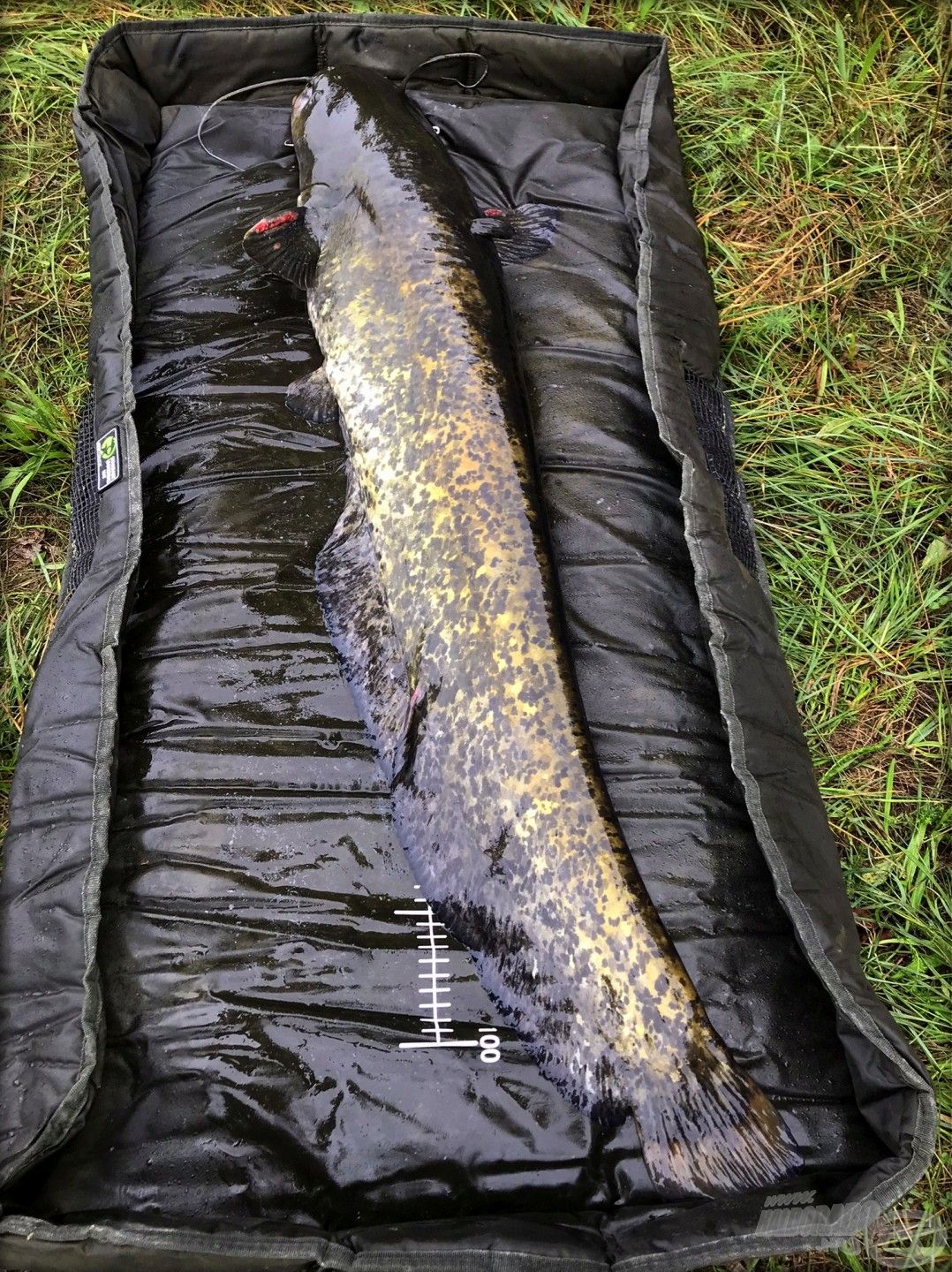 Gyönyörű, pompás ragadozó, megérte a kocsiban átvészelni az éjszakai vihart