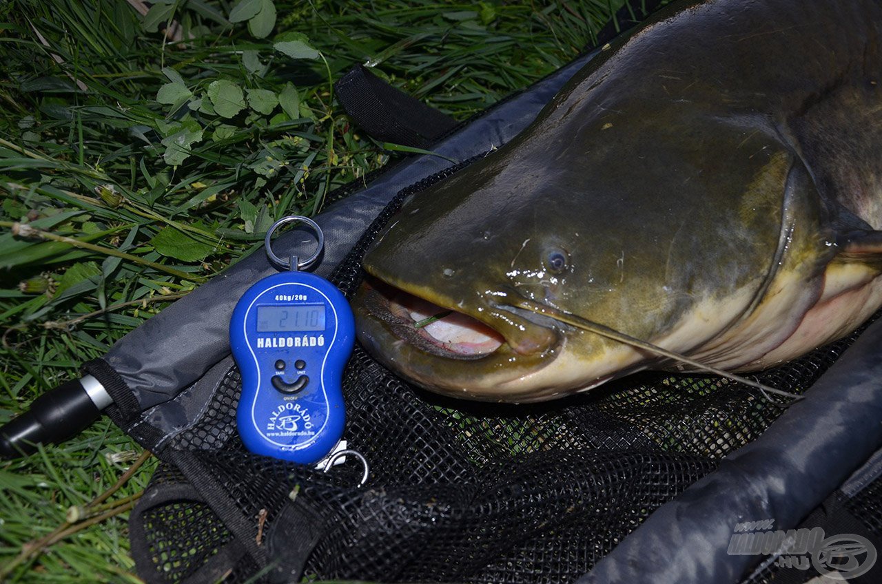 A holdfényes éjszakán fogott 21,10 kg súlyú harcsa