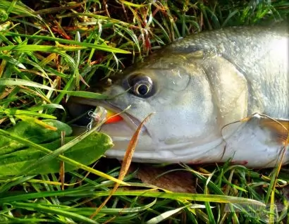 Három év a Dunán - Őnökre hangolva