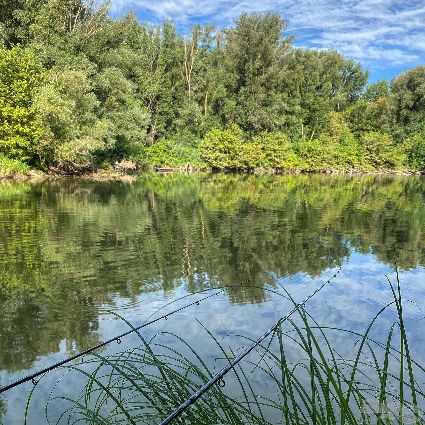 A kép bal sarkában látható fűzfa tövét dobtam…