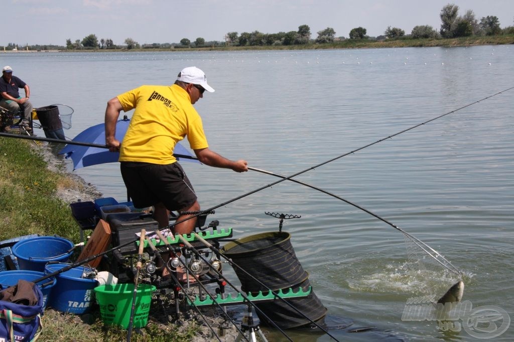 Harcos amúr a szákban