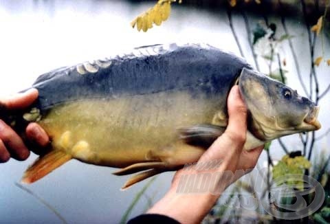 Az első horogra akadt pontyom, amely bőven veri a 2 kg-ot