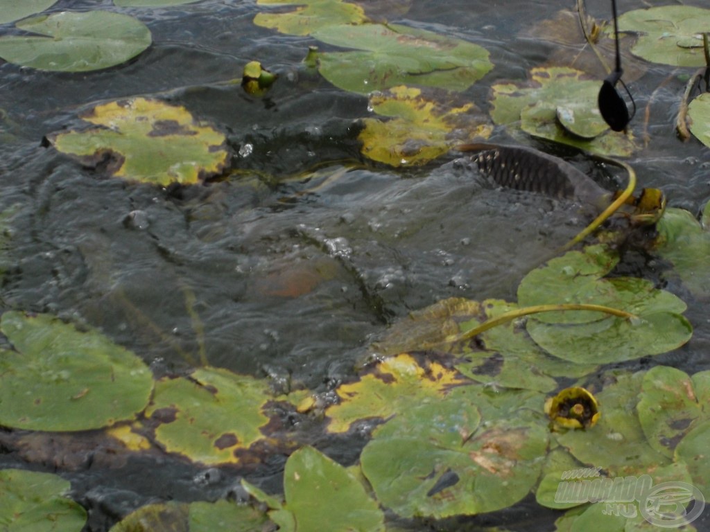 Rendszerint a töklevelek közé menekültek a pontyok, ami igencsak megnehezítette a fárasztást…