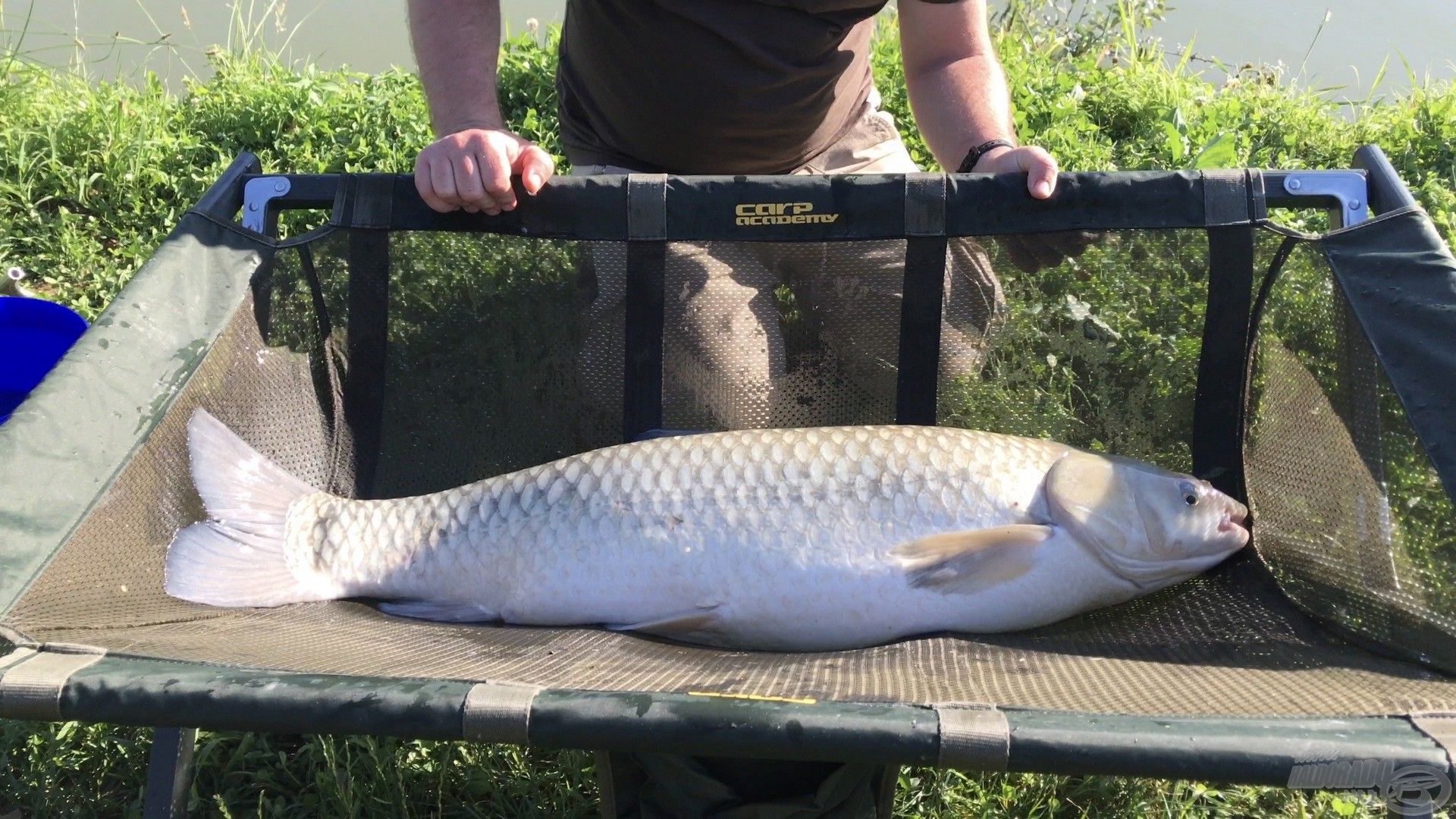 Gyönyörű halak élnek ebben a tóban