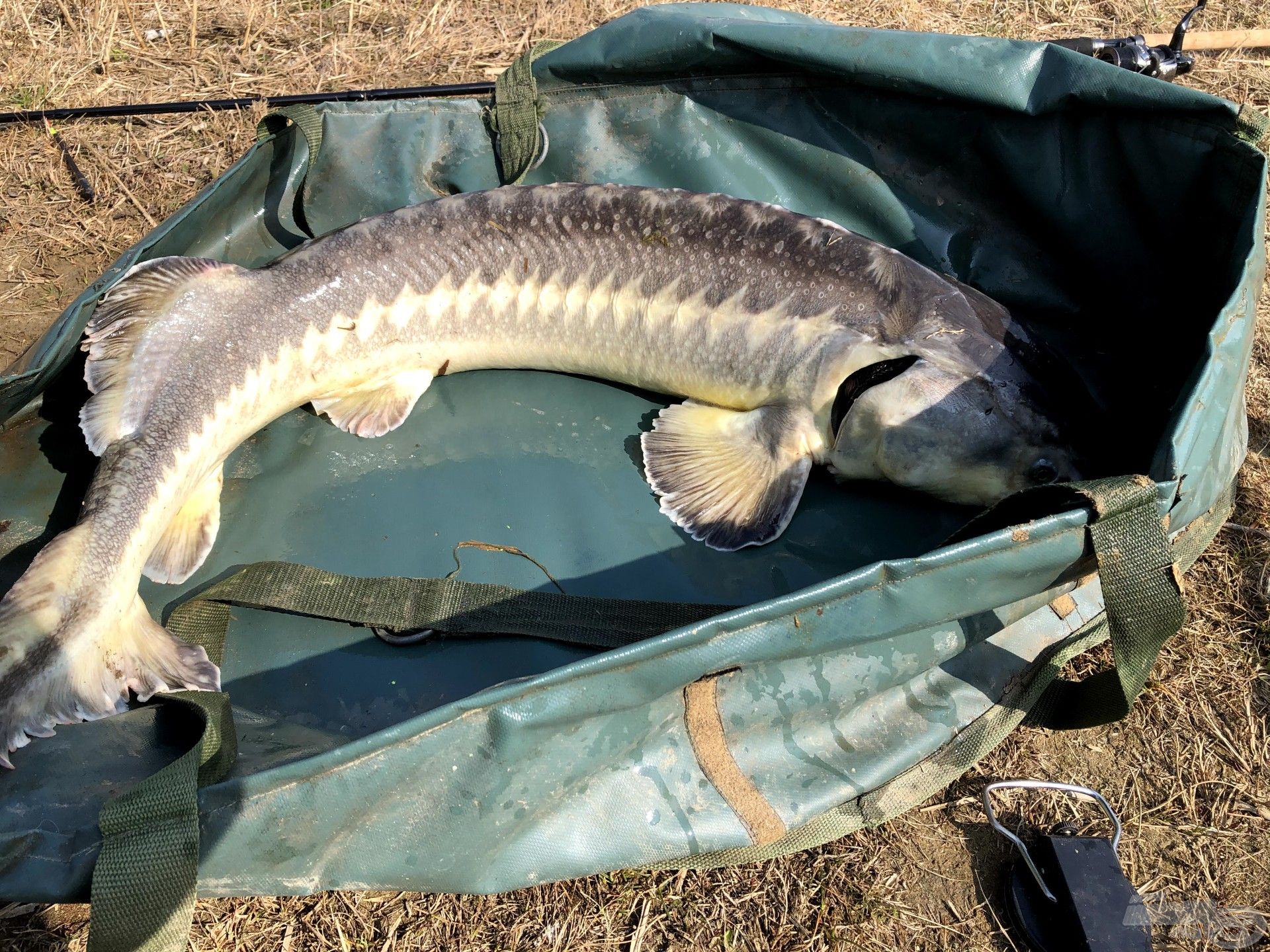 Az első tok, 11,5 kg – Édes Ananász Legend wafter pelletre