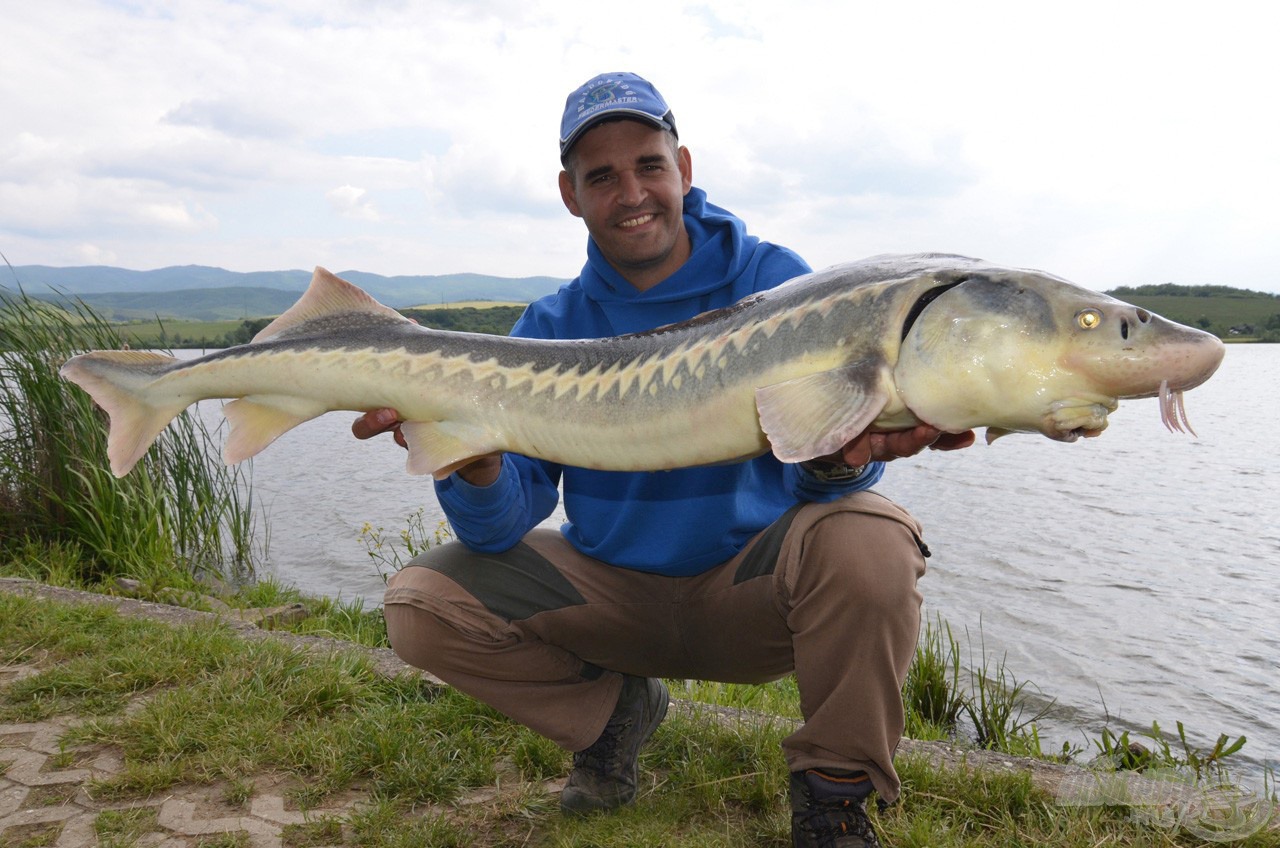 Ez a 15 kilót meghaladó itáliai tok mindent bevetett, hogy meglépjen a Strong Carp 12-es horogról! Nem sikerült neki (sem)!