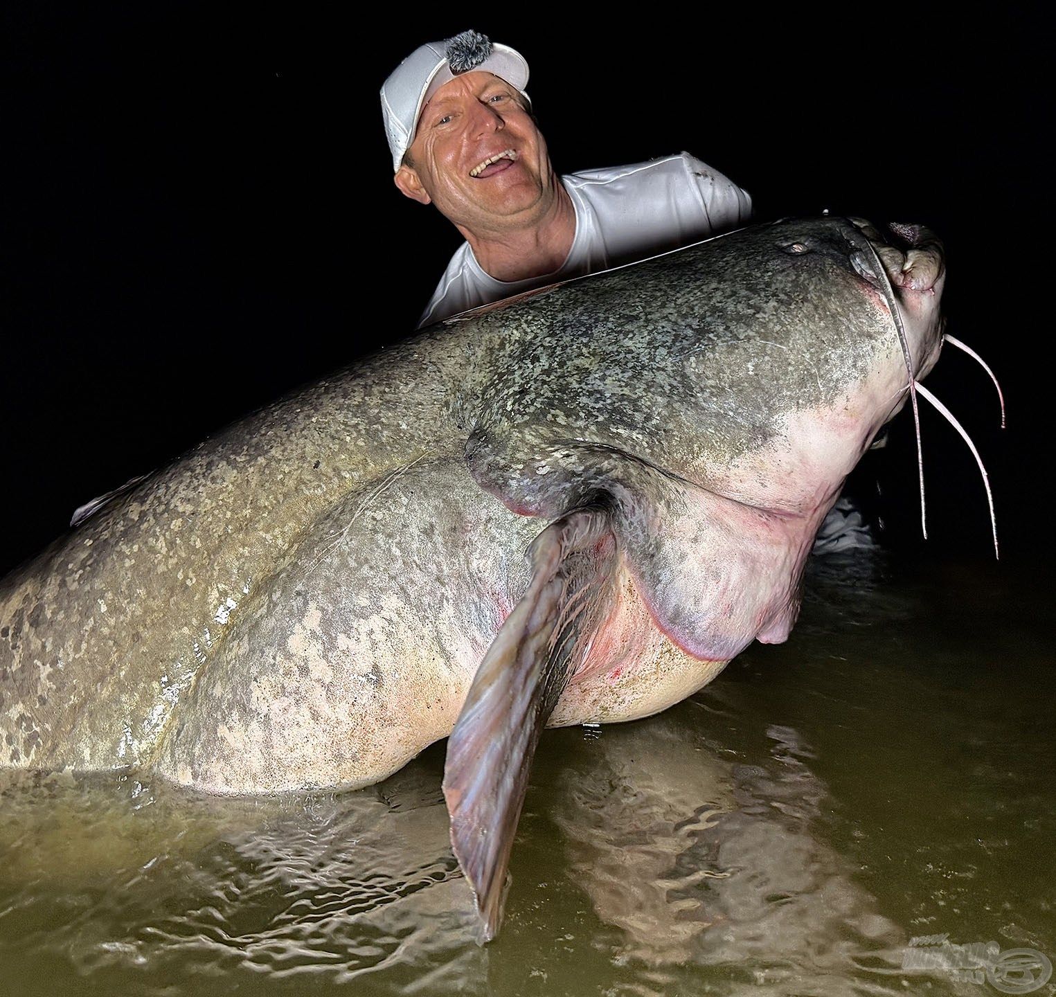 Ezek a harcsák, azonos hossz mellett, minimum 10-15 kg-mal nehezebbek, mint az Európa többi részén fogható fajtársaik. Extra vastagságuk és hatalmas, kikerekedett testük a sok táplálékhalnak köszönhető