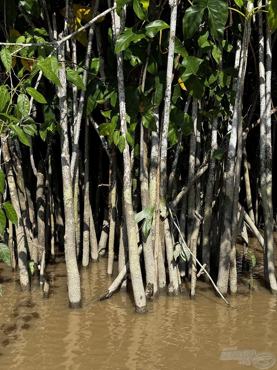 Egyes helyeken annyira sűrű volt a partszéli növényzet (jelen eseten a mangrove), hogy lehetetlen volt a partot megközelíteni