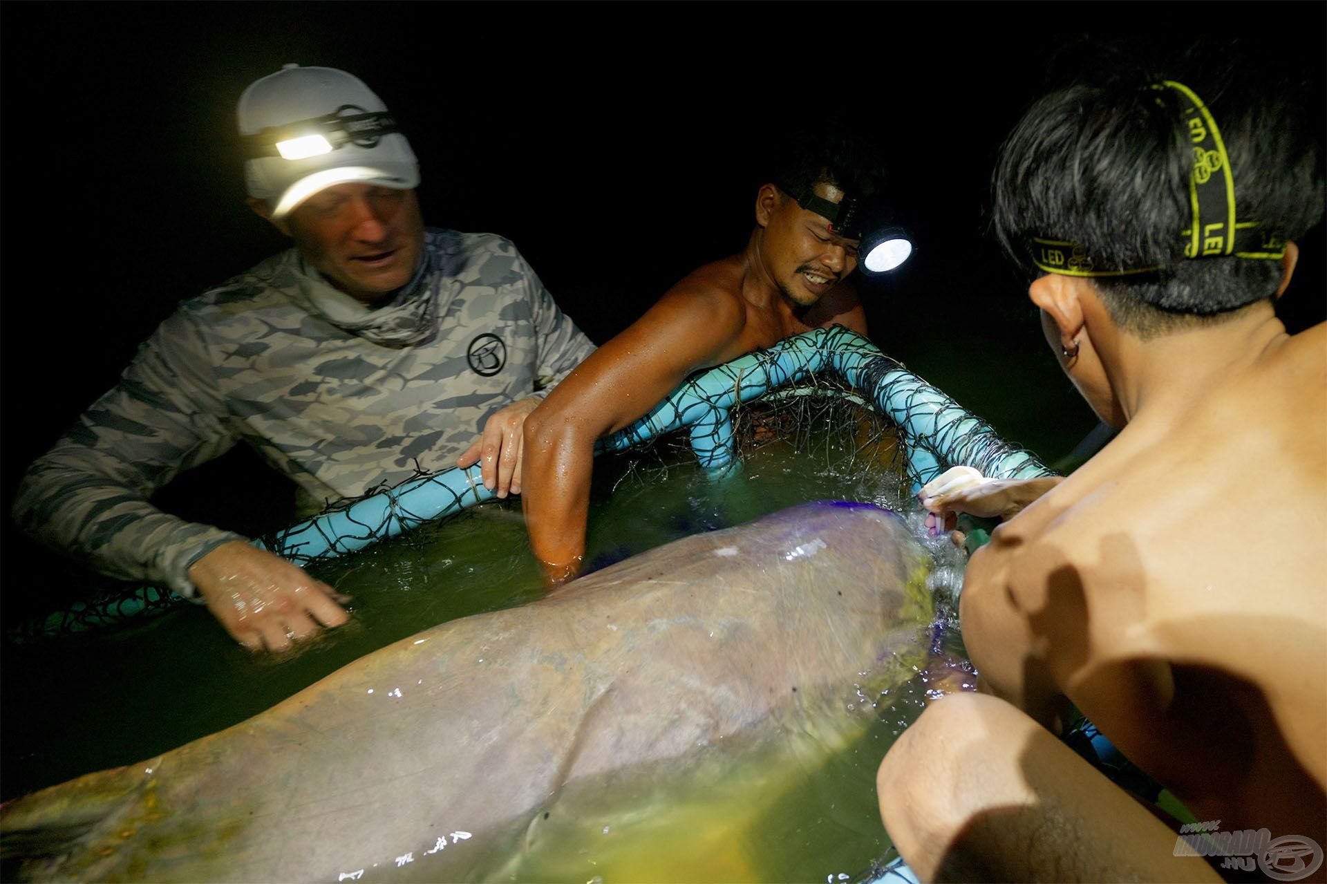 A kőkemény, közel 40 perces fárasztás végén sikerült a halkiemelő ketrecbe terelni a Mekong Catfisht. Becsült súlya 150 kg volt!!!