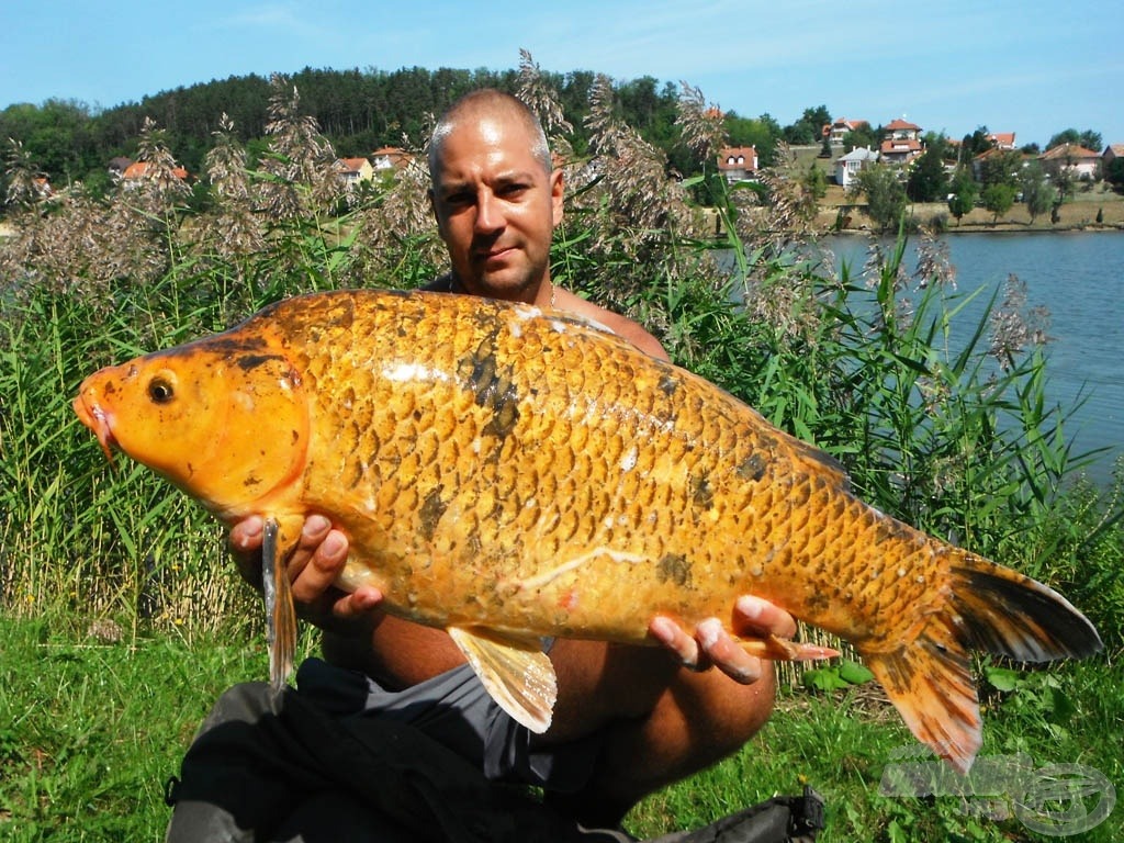 7 kg-os koi