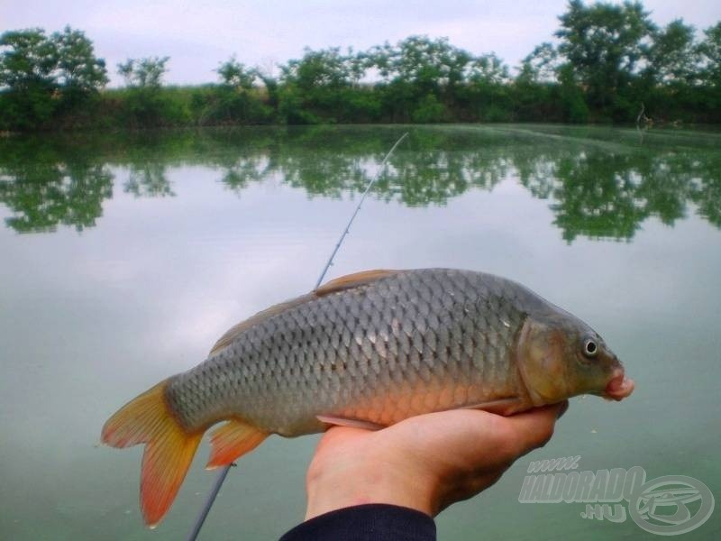 Újabb harcos küzdött velem