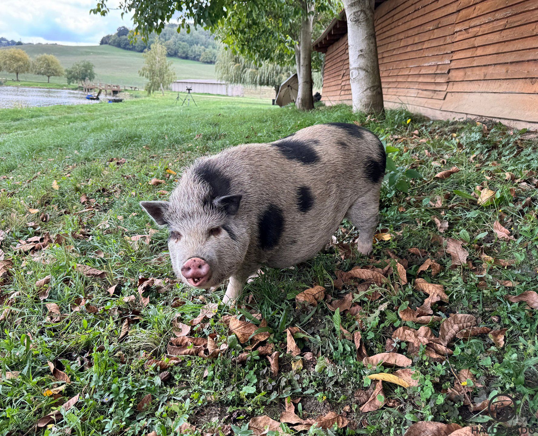 Mindenféle sztárvendéggel össze lehet futni a tó partján!