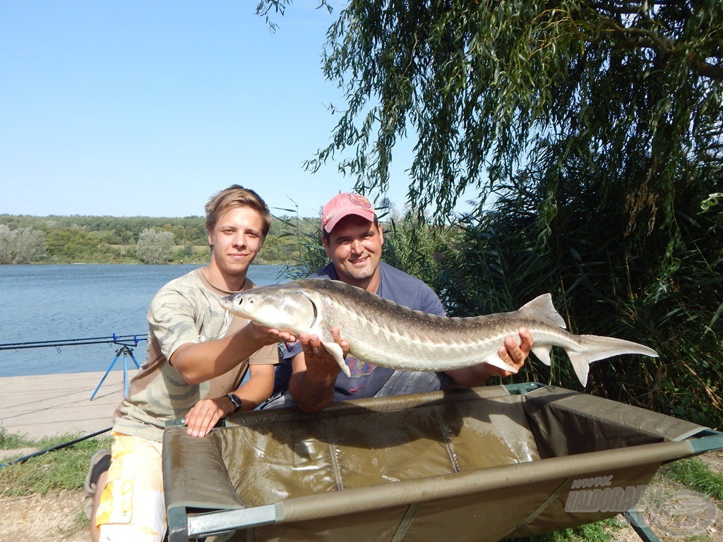 A tó megmutatta azt az arcát, amiért jöttünk. Attila hosszas fárasztás után fogta meg feederbottal ezt a szemet gyönyörködtető, 8 kg feletti tokot