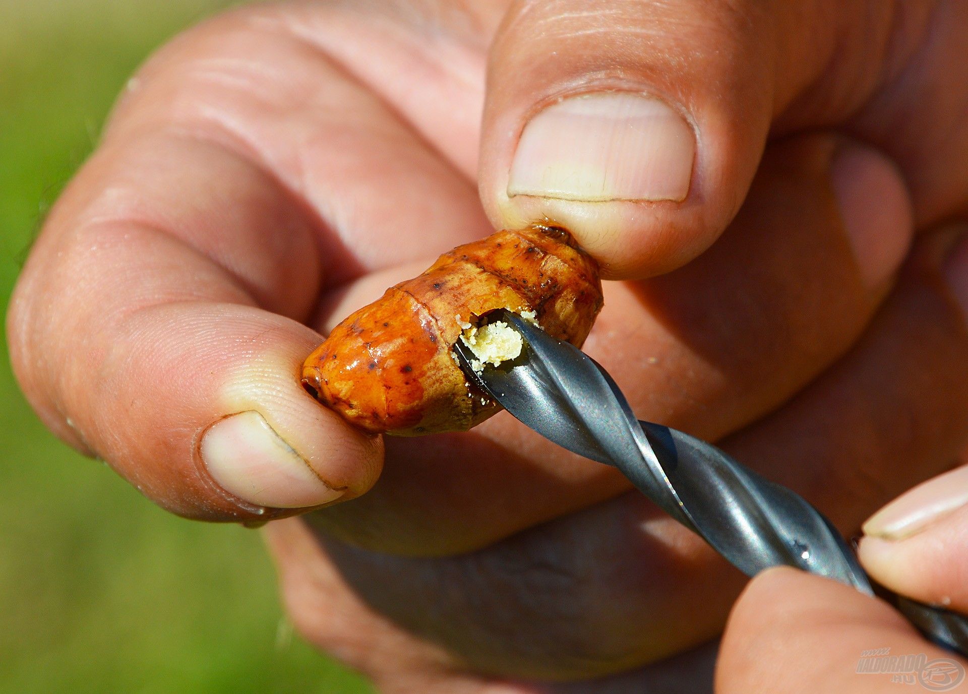 A tigrismogyoró „belső” kikönnyítéséhez elsőként szükség van egy 8 mm-es csalifúróra! Ezzel óvatos, lassú mozdulatokkal át kell fúrni keresztben, középen a csalit