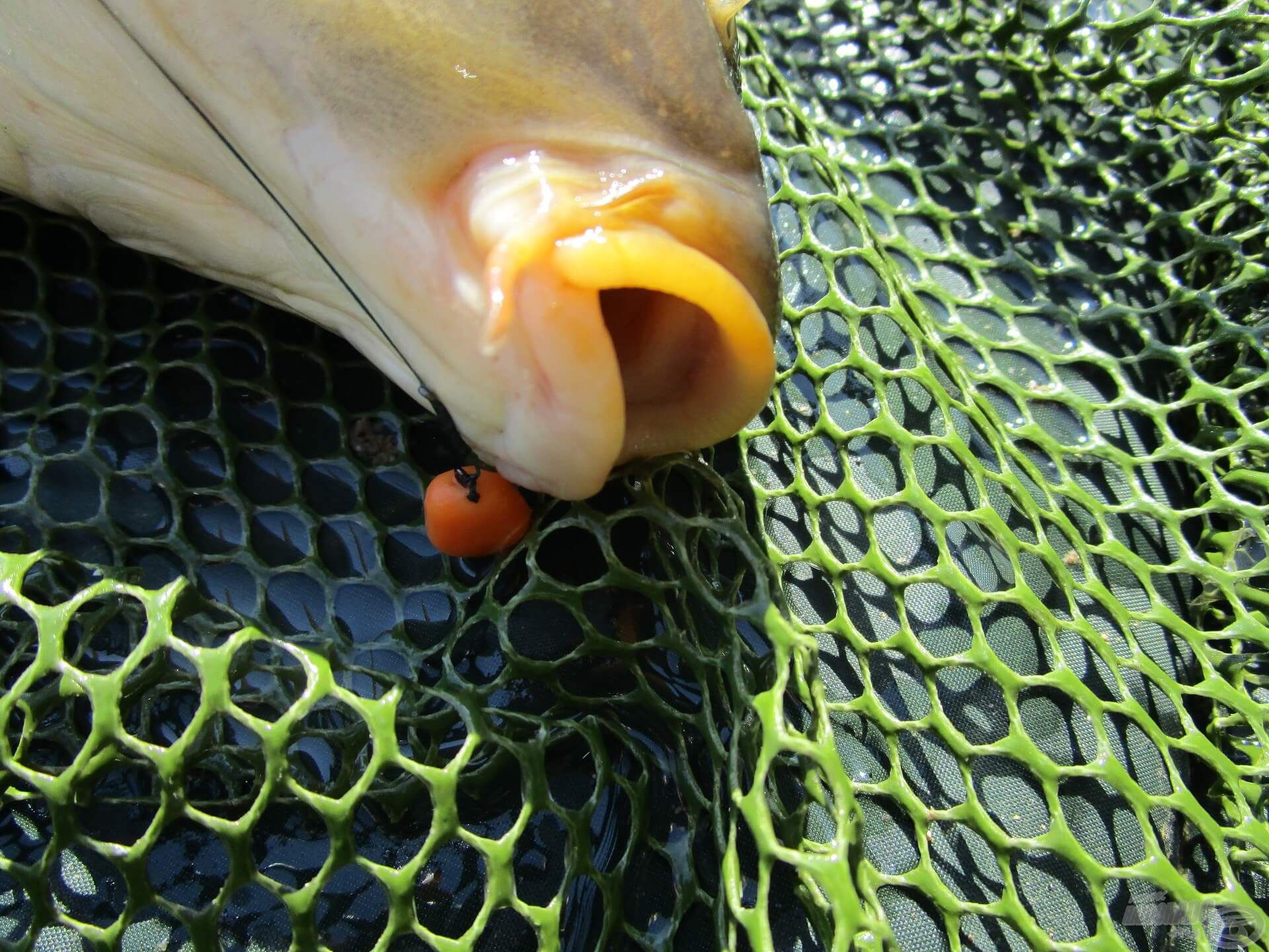 A Brutal Liver etetőanyag és a chilis-tintahalas SpéciCorn tökéletes párosítás