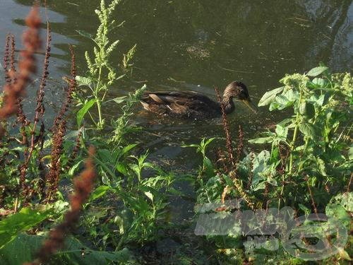 Sötét vízen víg réce úszik magában dudorászva…