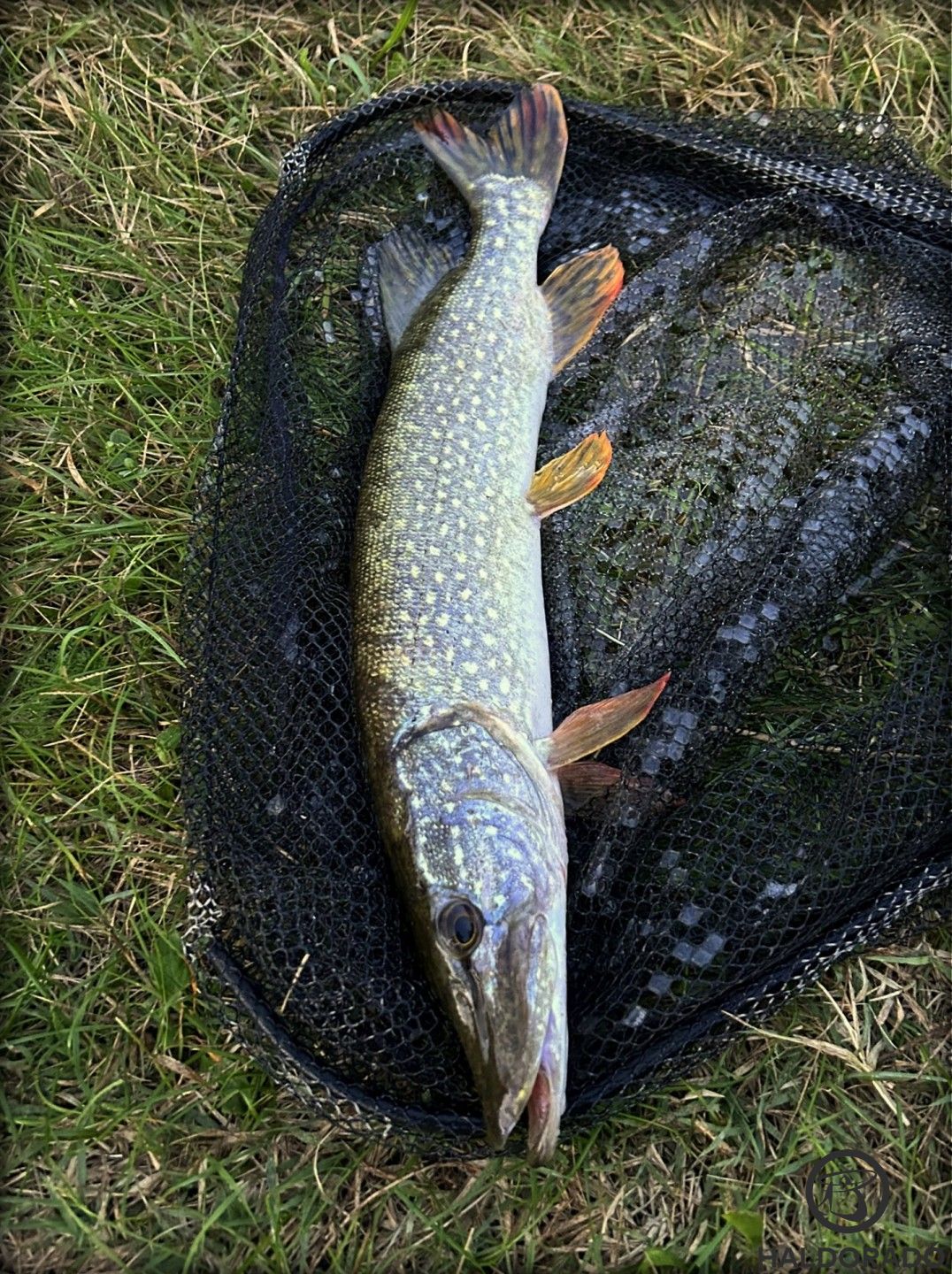 Szélhajtó küszre érkezett mederből ez a szebbecske csuka