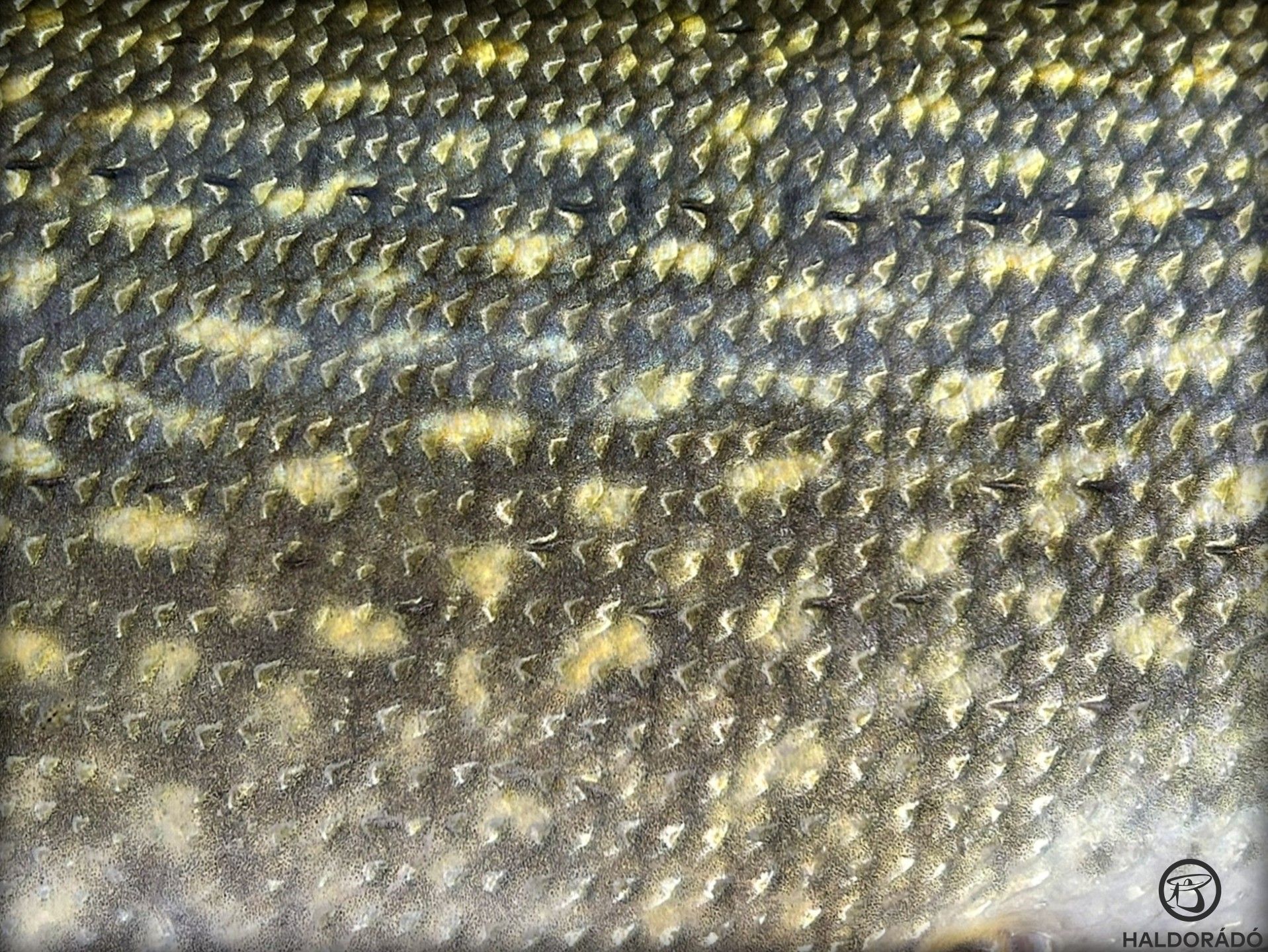 Őszi rablóhalas horgászatok 2. rész – Bónuszhalak