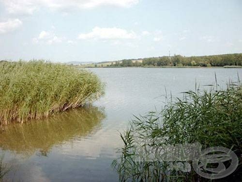 A tározót több helyen széles nádfalak veszik körbe