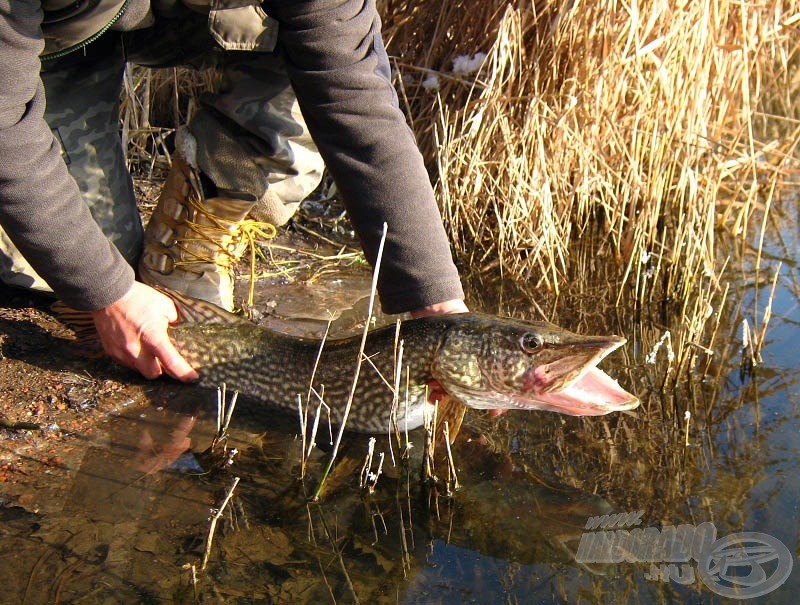 Süllyedés közben kapta el a gumihalat, mielőtt a fenékre ért volna