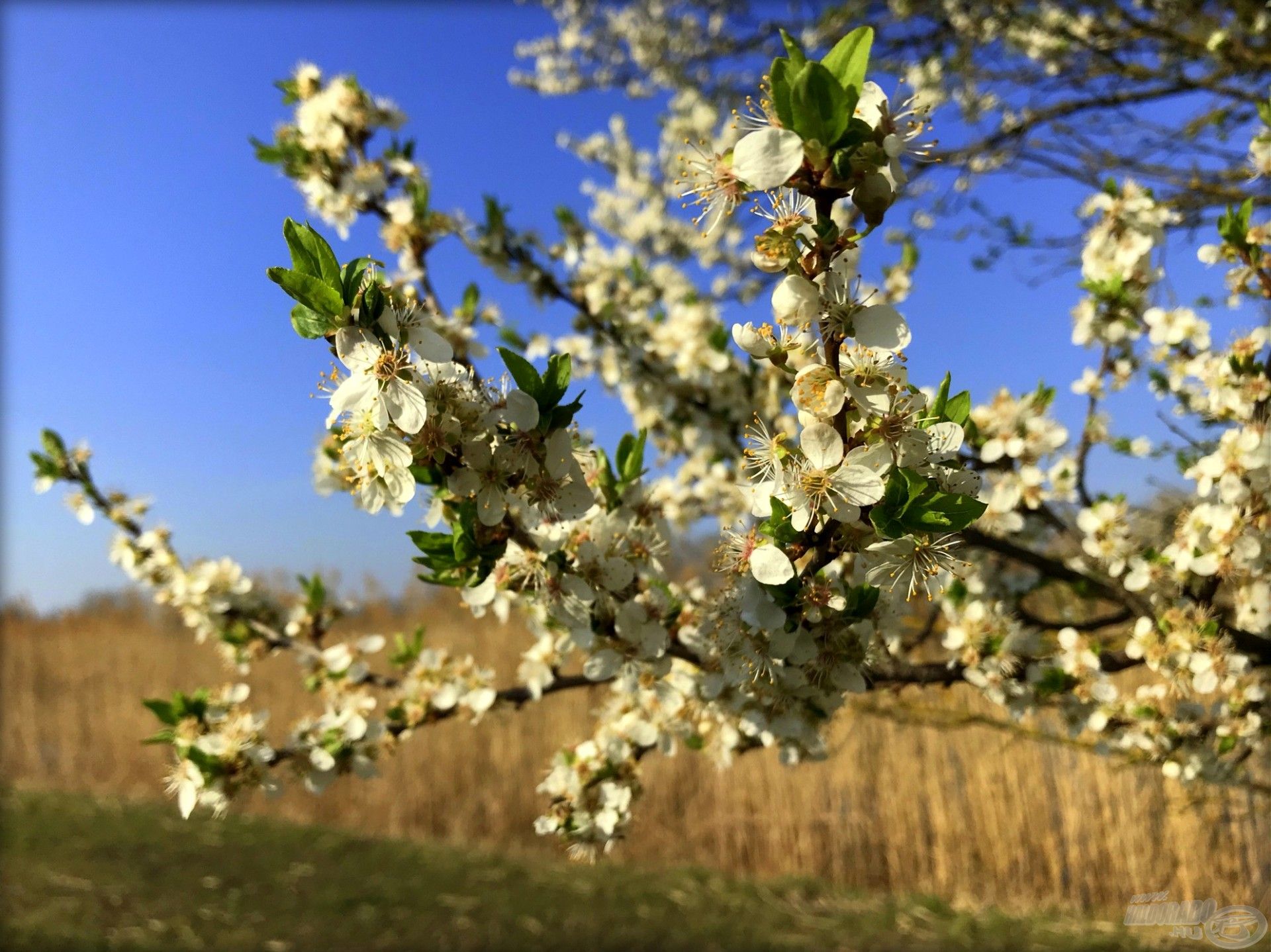 Örül a lelkem, amikor ezeket a virágokat látom