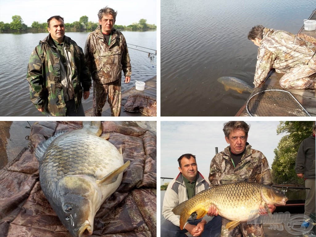 Jelenetek egy 20,31 kg-os ponty rövid parti fellépéséből