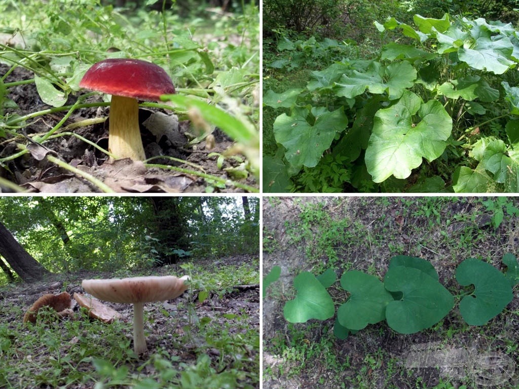 Gombák, növények minden színben, formában, mennyiségben