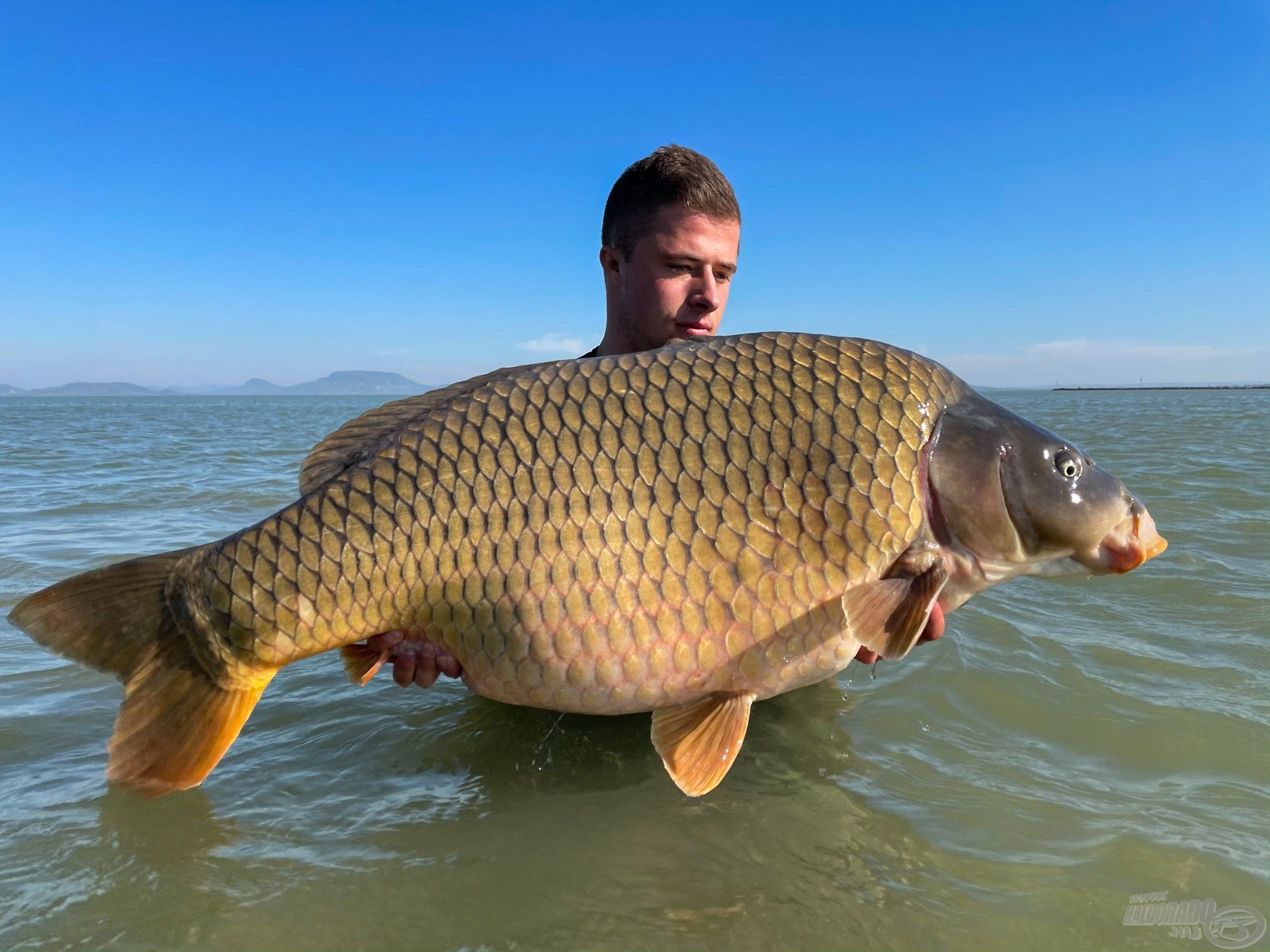 Ádi balatoni rekordját jelentő töves, mely átlépte a bűvös 20 kg-ot