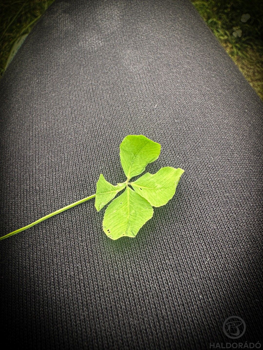 Vajon szerencsét hoz?