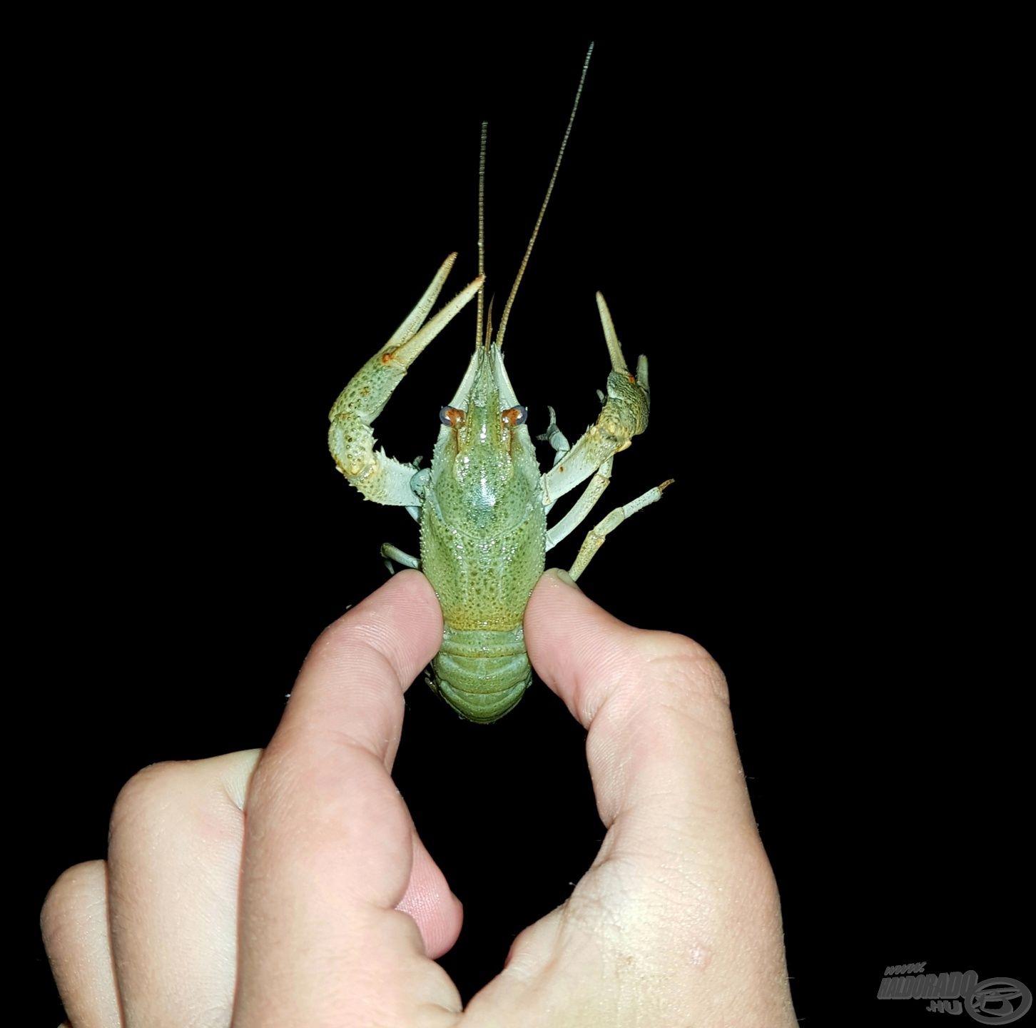 Egy kecskerák, ez is mutatja, hogy tökéletes a Balaton vízminősége