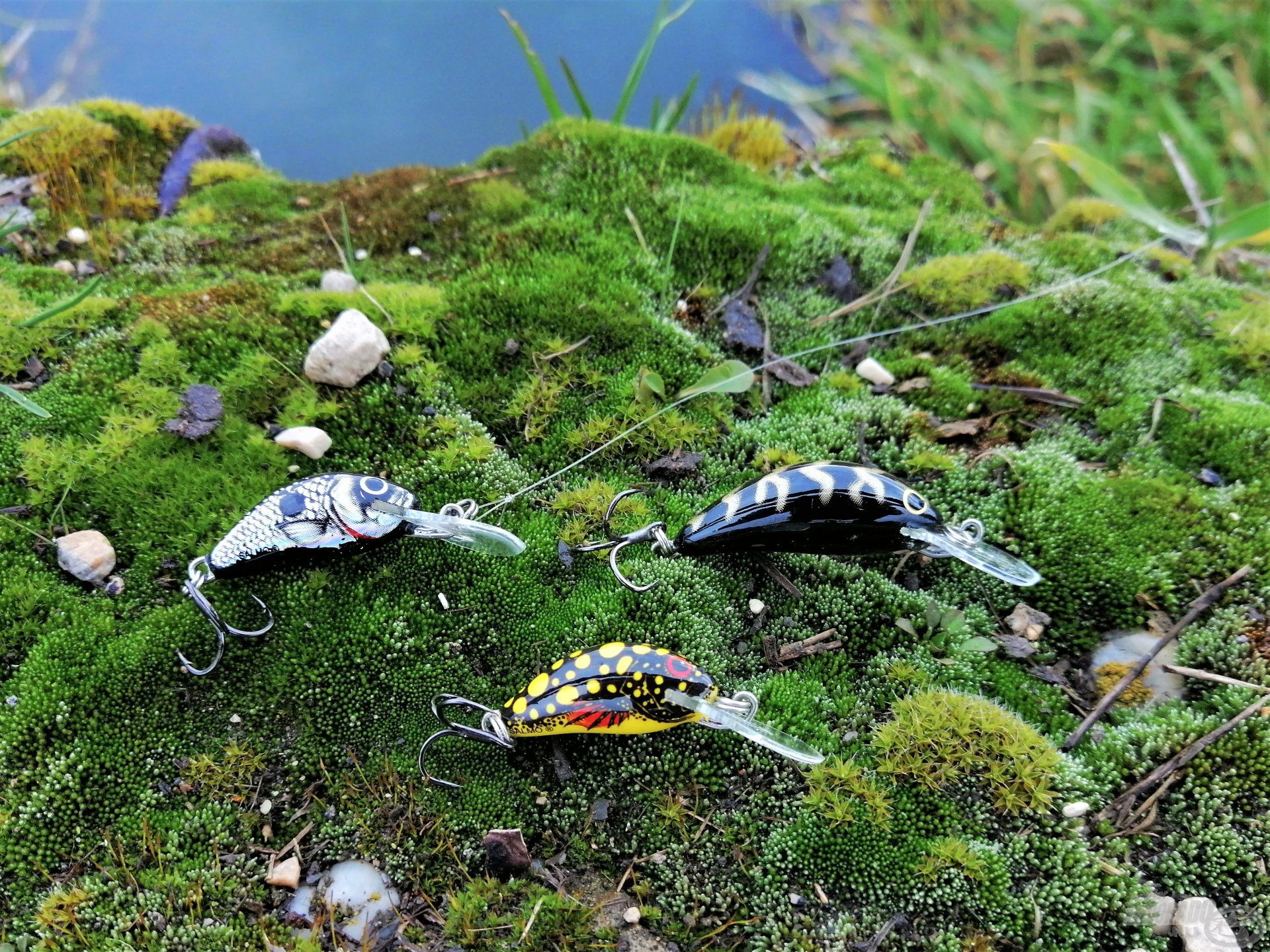 Téli domipergetéseim legeredményesebb wobblerei: Salmo Hornetek 2,5 és 3,5 cm változatokban