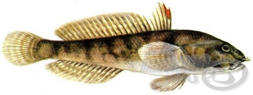 Tarka géb (Proterorhinus marmoratus)