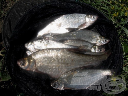 Szemrevaló laposkeszegek, a Tisza ajándékai