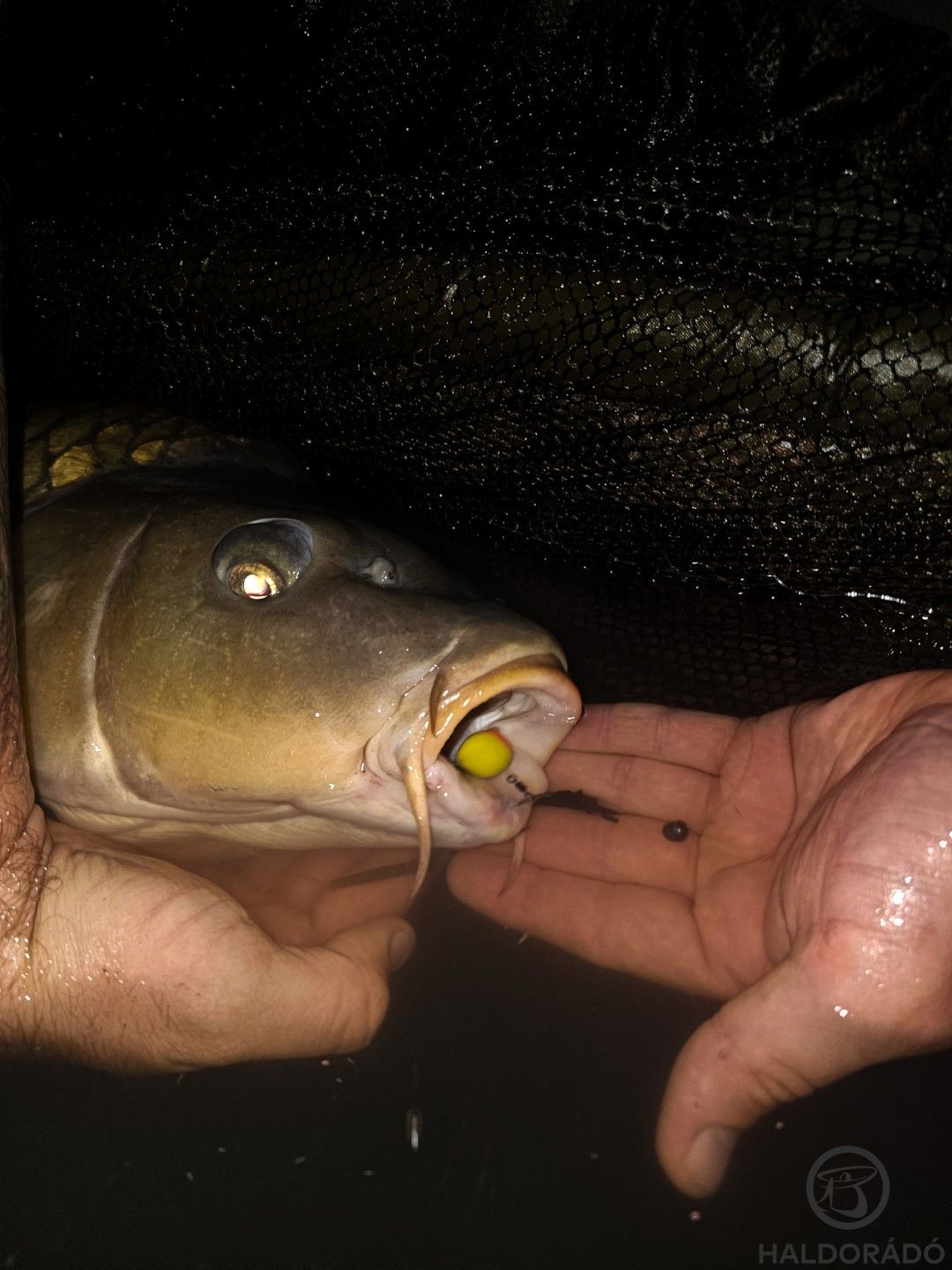 Nem csalás, nem ámítás, ez a matuzsálem egy pop-upra csábult el