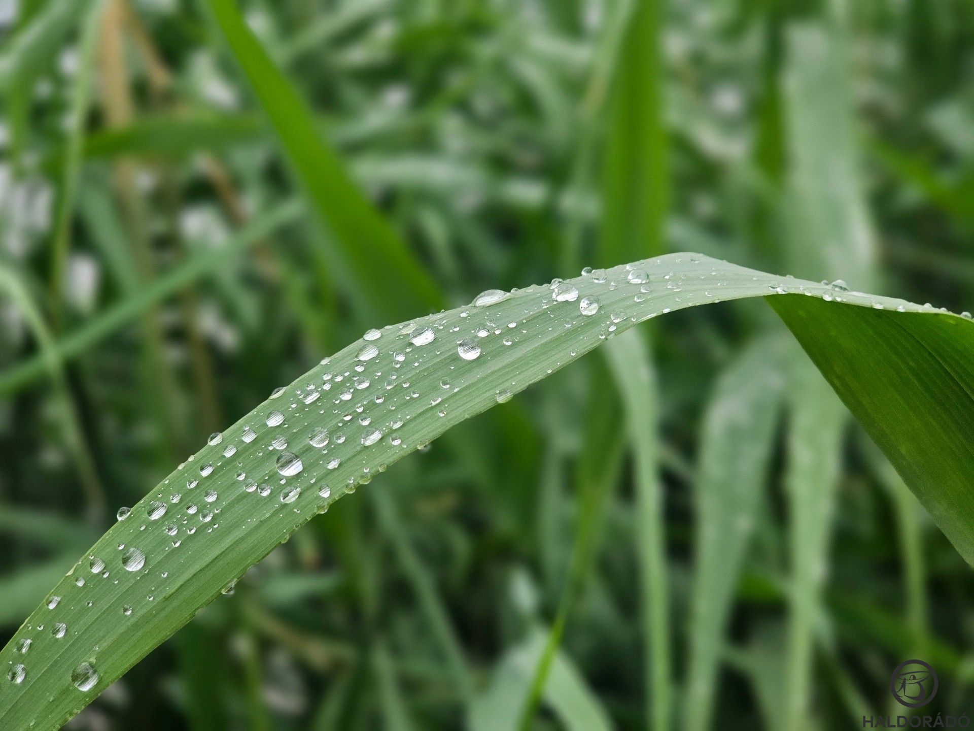 Egy kisebb eső nyomai a nádas levelein