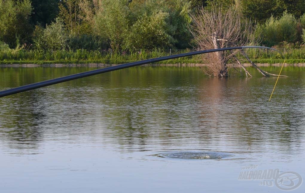 A bevágástól a hal meglepődik, viszonylag könnyű megemelni, még a nagyobb példányt is